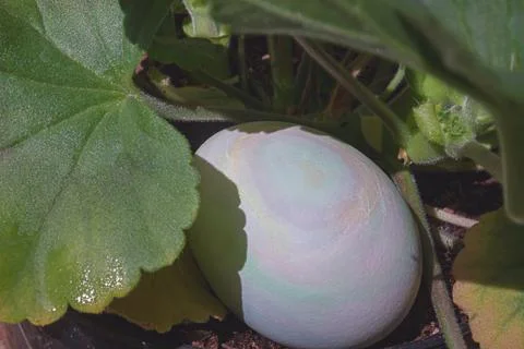 A multi-colored swirl pattern easter egg placed in geranium leaves Stock Photos