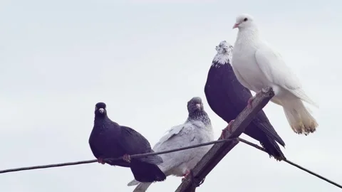 Multi-colored thoroughbred pigeons on a swinging antenna against the sky Vídeos de archivo 234207420