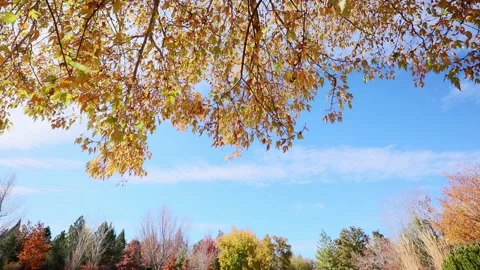 Multi colored tree leaves in autumn on sunny sky Stock Footage 138894528