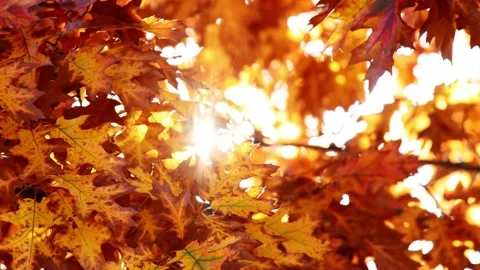 Multi colored tree leaves in autumn on sunny sky Stock Footage 138896391