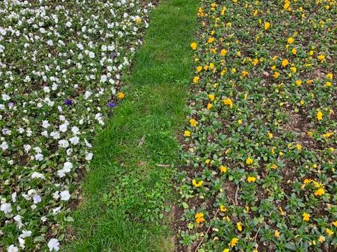 Multi-colored tree in the park Stock Photos