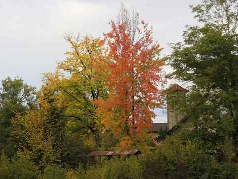 Multi colored trees on a autumn day in Wetzikon, Zurich. Stock Photos