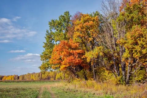 Multi-colored trees at the edge of the forest and a road running through the  Stock Photos