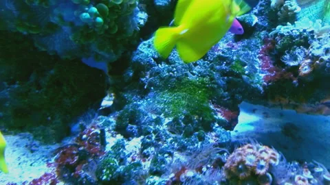 Multi colored tropical fish swim in corals of the aquarium close up Stock Footage 89966315