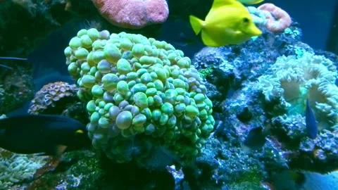 Multi colored tropical fish swim in corals of the aquarium close up Video stock 89966353