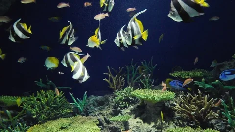 Multi colored tropical fish swimming in aquarium pool Stock Footage 75026764