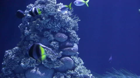 Multi-colored tropical small fishes among corals Video stock 45988566