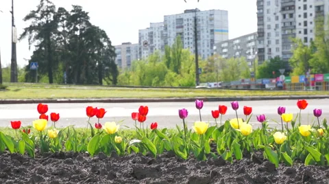Multi-colored tulips on a background of the road with cars 動画素材 67900138