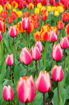 Multi-colored tulips on a bed Stock Photos