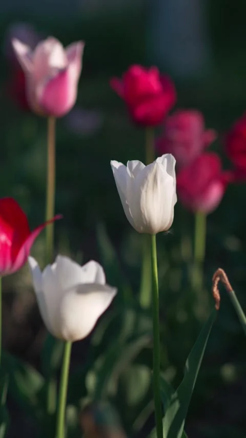 Multi-colored tulips bloom in flower bed. Stock Footage 274548001
