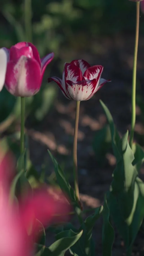Multi-colored tulips bloom in flower bed. Stock Footage 274548017