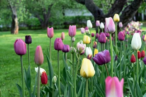 Multi-colored tulips bloom in the spring garden. Tulips Gesner's. Stock Photos