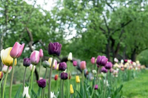 Multi-colored tulips bloom in the spring garden. Tulips Gesner's. Stock Photos