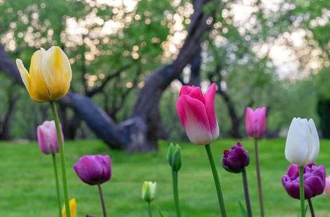 Multi-colored tulips bloom in the spring garden. Tulips Gesner's. Stock Photos