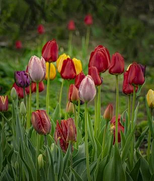 Multi-colored tulips bloom in the spring garden Stock Photos