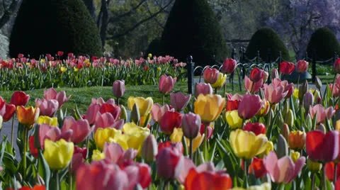 Multi-colored Tulips Boston Stock-Footage 23139708