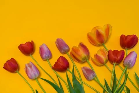 Multi colored tulips on bright yellow background. Beautiful spring floral moc Stock Photos