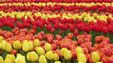 Multi colored tulips Vídeos de archivo 90228115