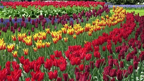 Multi colored tulips 库存影片 90228324
