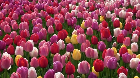 Multi colored tulips Vídeos de archivo 90228549