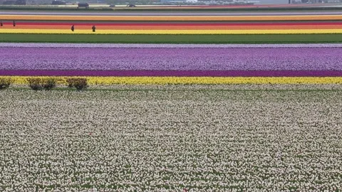 Multi colored tulips Vídeos de archivo 90229330
