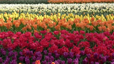 Multi colored tulips Vídeos de archivo 90748358