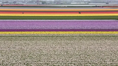 Multi colored tulips Vídeos de archivo 90749050