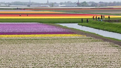 Multi colored tulips Vídeos de archivo 90749071