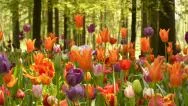 Multi Colored Tulips In Forest, Camera Moving Stock Footage
