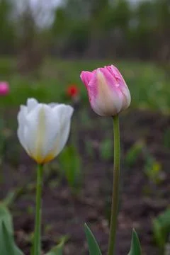 Multi colored tulips in the garden Stock Photos