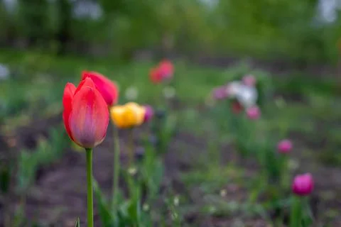 Multi colored tulips in the garden Stock Photos