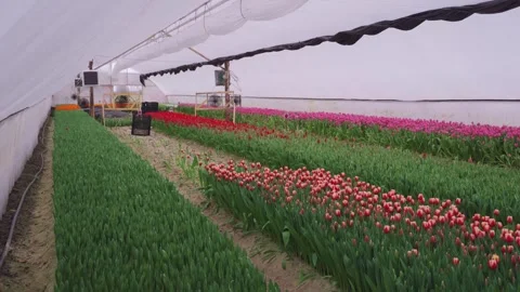 Multi-colored tulips grow in a large greenhouse. Small flower business. Growing Stock Footage 269522580
