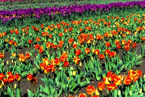 Multi Colored Tulips Stock Photos