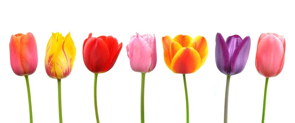 Multi-colored tulips in a row Stock Photos