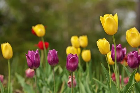 Multi Colored Tulips With Shallow Depth of Field and Creamy Bokeh Background Stock Photos