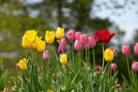 Multi Colored Tulips With Shallow Depth of Field and Creamy Bokeh Background Stock Photos
