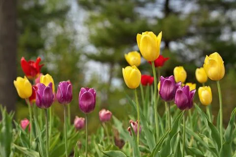 Multi Colored Tulips With Shallow Depth of Field and Creamy Bokeh Background Stock Photos