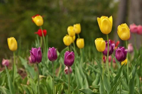 Multi Colored Tulips With Shallow Depth of Field and Creamy Bokeh Background Stock Photos