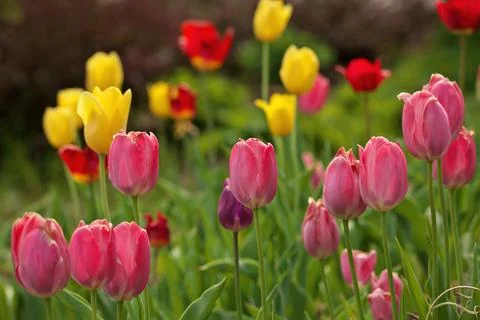 Multi Colored Tulips With Shallow Depth of Field and Creamy Bokeh Background Stock Photos