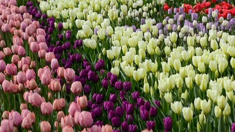 Multi-colored tulips swaying in the wind Video stock 83489001
