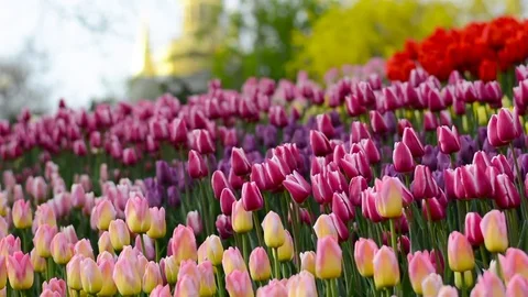 Multi-colored tulips swaying in the wind Video stock 83489037