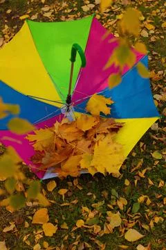 Multi-colored umbrella in colors of rainbow lies on ground with yellow leaves Stock Photos