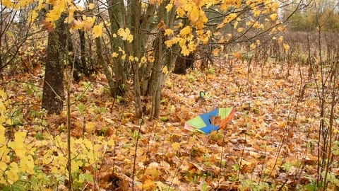 Multi-colored umbrella on fallen foliage under the trees,  image of autumn Stock Footage 117895923