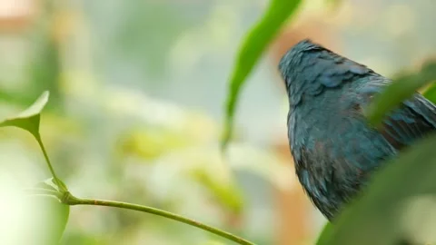 Multi colored unique bird in tropical rainforest. Exotic wild bird in green lush Stock Footage 140516967
