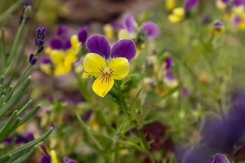 Multi-colored viola on a summer day in a flower garden Stock Photos
