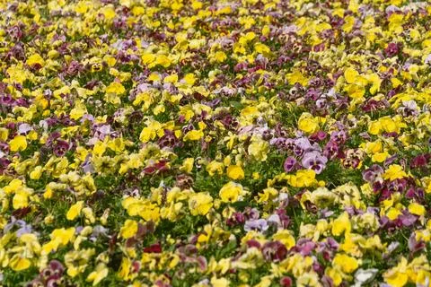 Multi-colored violets in a flowerbed. Floral background. Stock Photos
