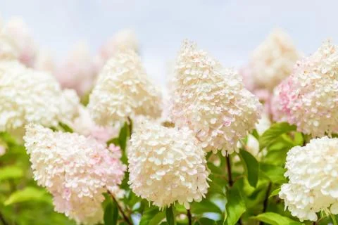 Multi Colored White and Pink Hydrangea Bush With Blooms soft focus Foto stock