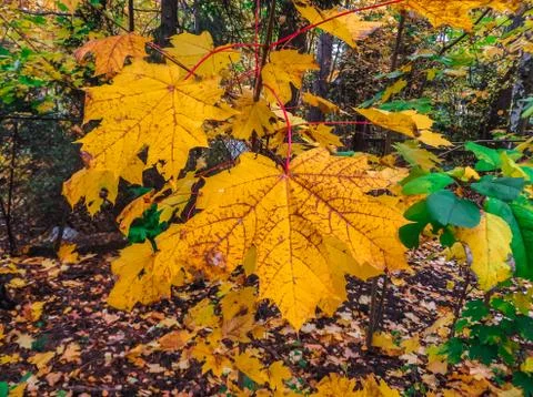 Multi-colored yellow, red, green leaves in late autumn. Stock Photos
