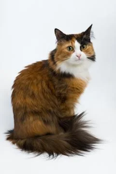 Multi-colored young cat on a white background, studio lighting Stock Photos
