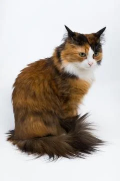 Multi-colored young cat on a white background, studio lighting Stock Photos